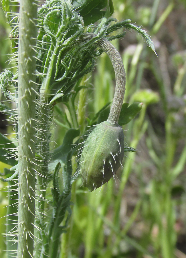 Изображение особи Papaver laevigatum.