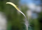 Sonchus oleraceus. Отдельный язычковый цветок. Республика Адыгея, г. Майкоп, во дворе дома на лужайке под забором. 26.04.2016.