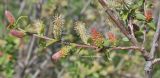 Salix kochiana