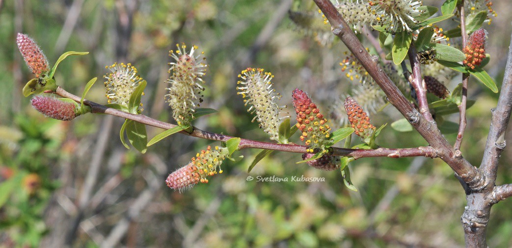 Image of Salix kochiana specimen.