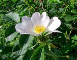 Rosa corymbifera