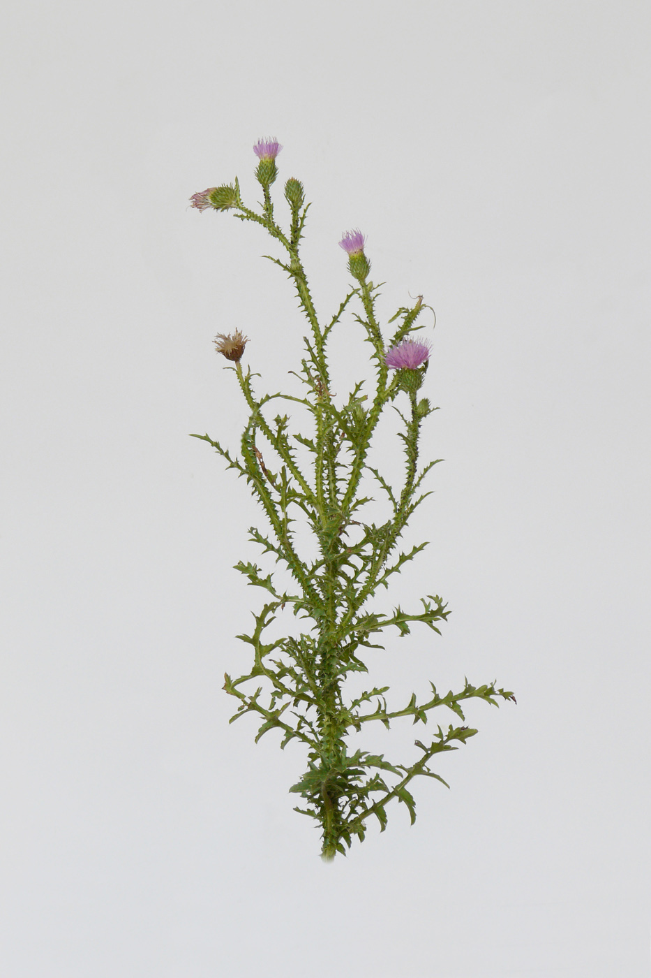 Изображение особи Carduus acanthoides.
