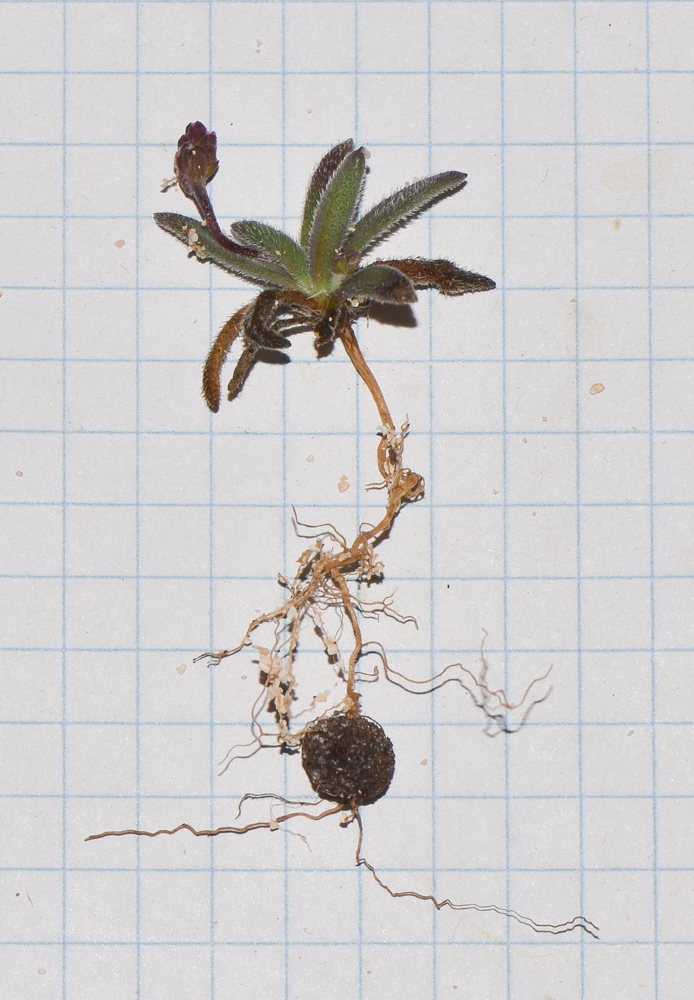 Image of Plantago coronopus specimen.