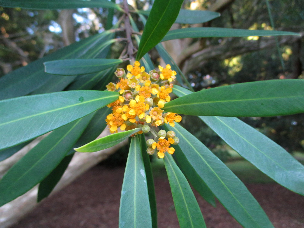 Изображение особи Tristaniopsis laurina.