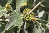 Phlomis fruticosa