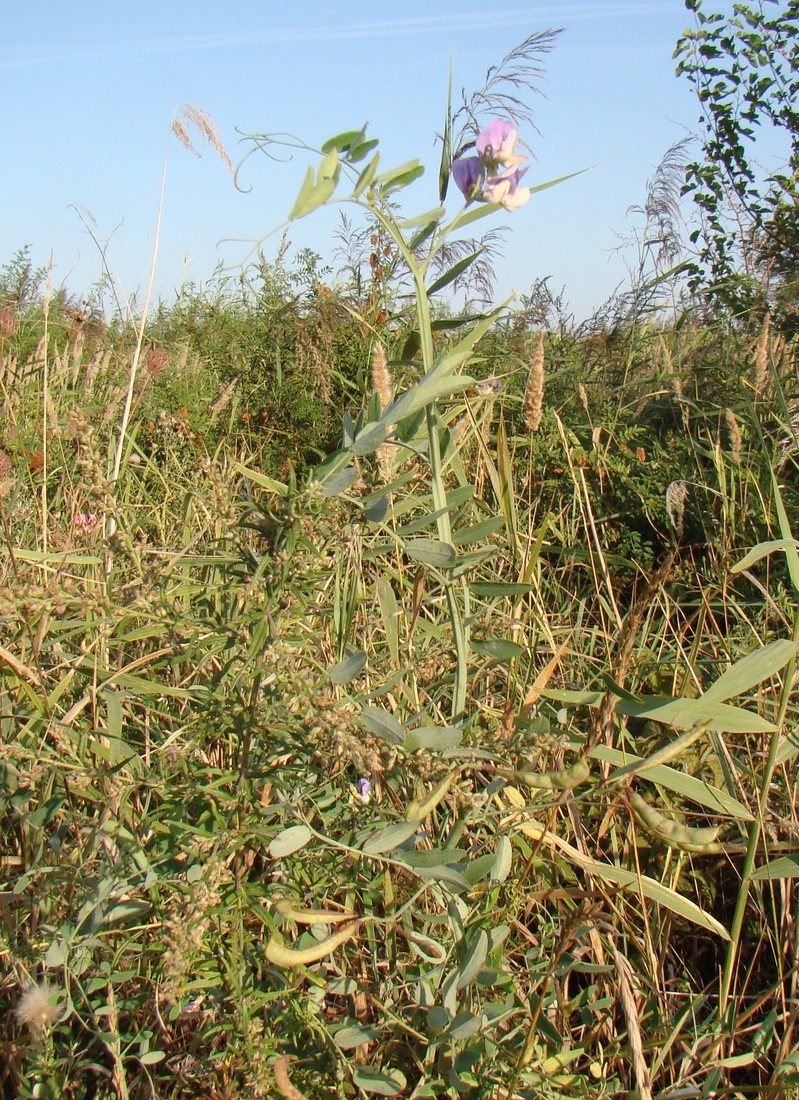 Image of Lathyrus incurvus specimen.