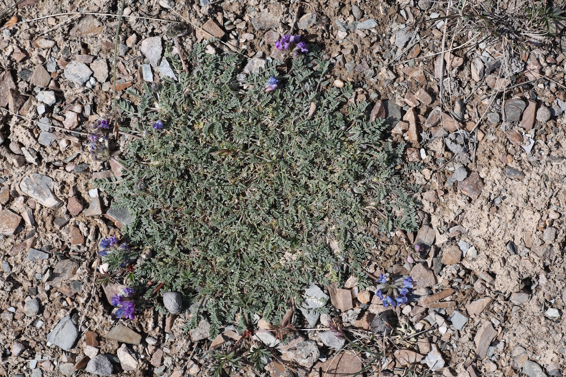 Image of Oxytropis tianschanica specimen.