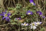 Anemone blanda