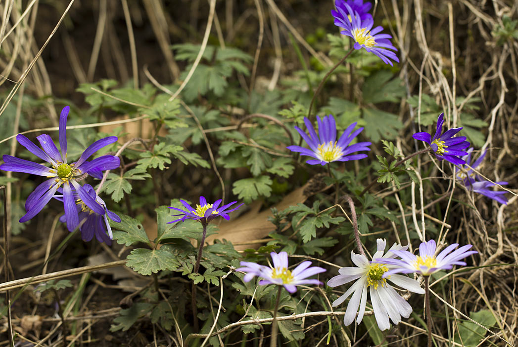 Изображение особи Anemone blanda.