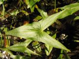 Sagittaria sagittifolia. Лист. Тамбовская обл., Петровский р-н, окр. с. Покровское, мелководье на пруду. 02.07.2016.