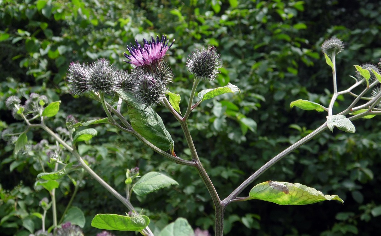 Изображение особи Arctium tomentosum.