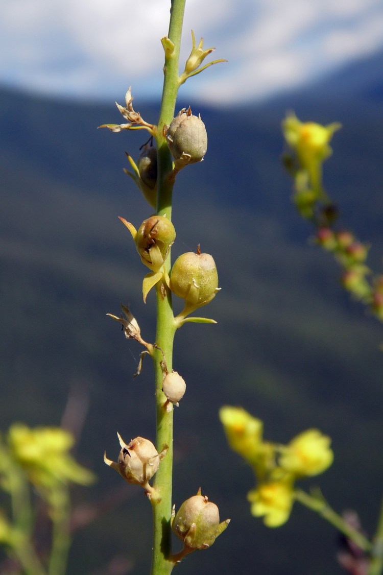 Изображение особи Linaria genistifolia.