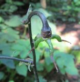 Anemonopsis macrophylla. Плод. Московская обл., в культуре. 06.08.2016.