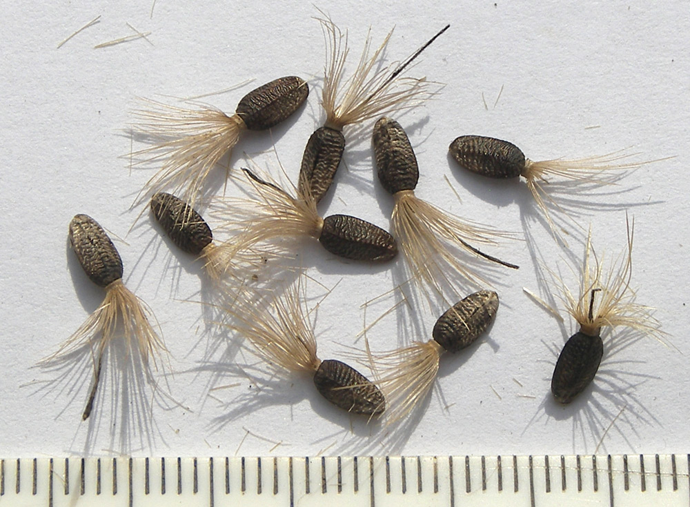 Image of Onopordum acanthium specimen.