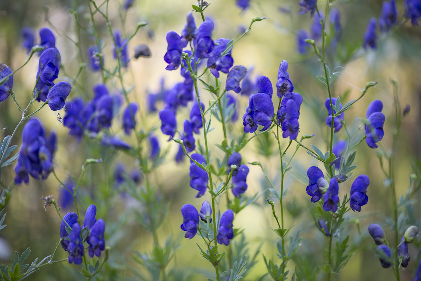 Image of Aconitum × stoerkianum specimen.