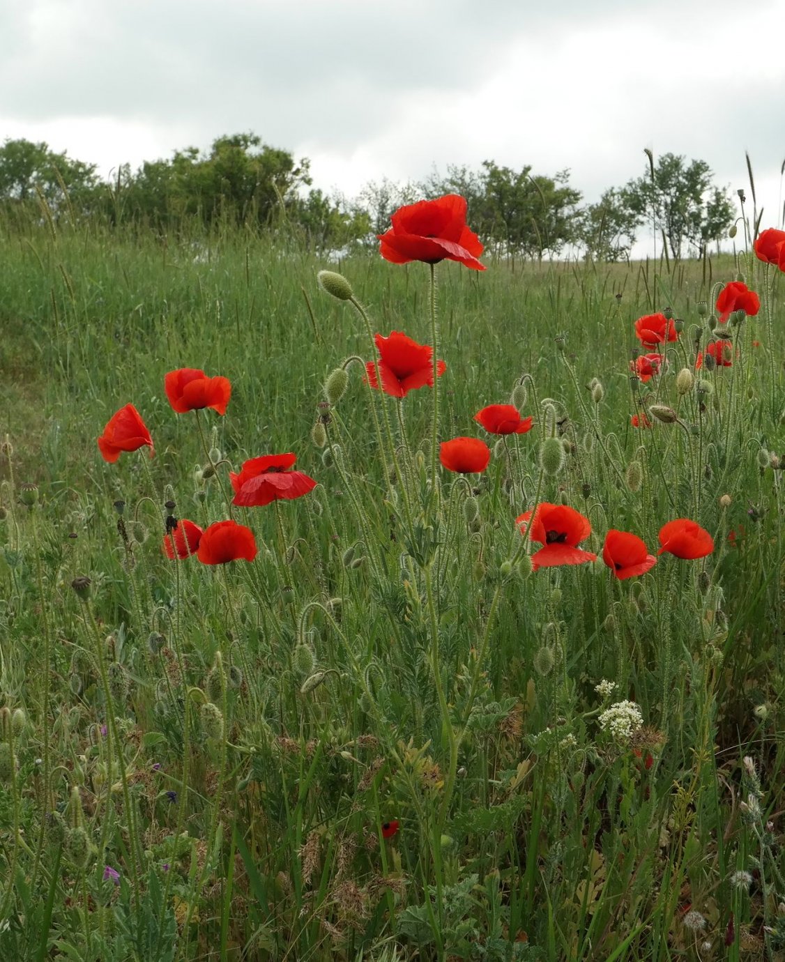 Изображение особи Papaver rhoeas.