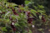 Leycesteria formosa