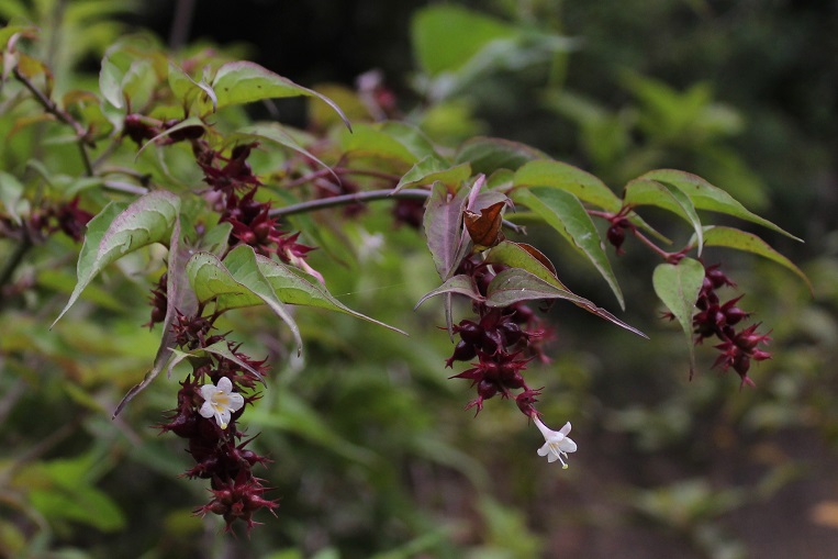 Image of Leycesteria formosa specimen.
