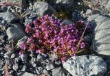 Thymus подвид britannicus