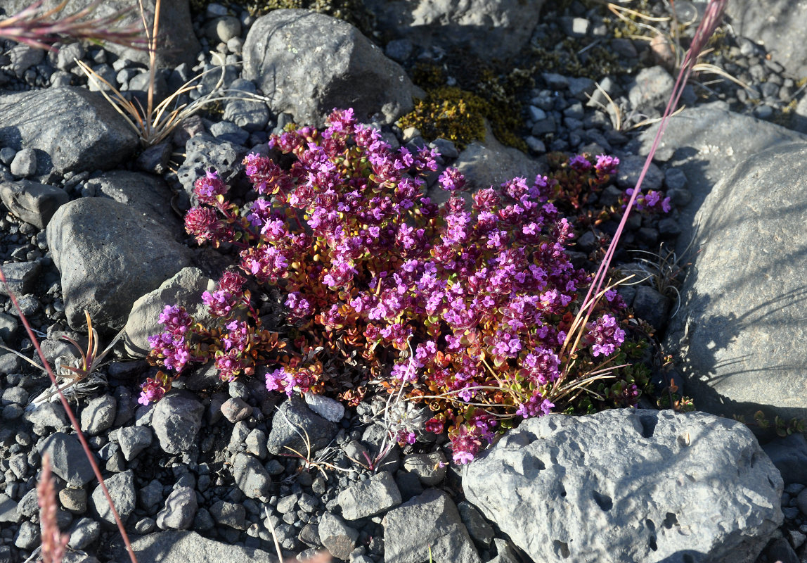 Изображение особи Thymus praecox ssp. britannicus.