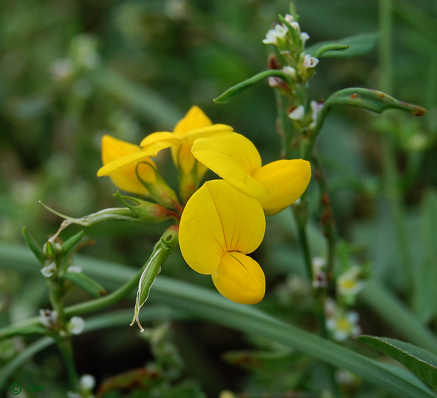 Image of Lotus corniculatus specimen.