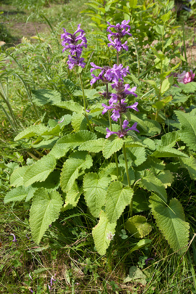 Изображение особи Betonica macrantha.