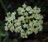 Heracleum stevenii
