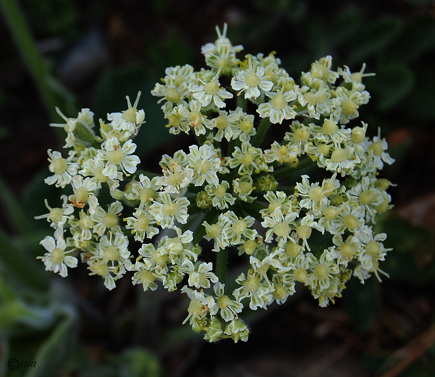 Изображение особи Heracleum stevenii.