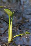 Calla palustris. Молодое растение. Ленинградская обл., Всеволожский р-н, дер. Лаппелово, мелководье Лаппеловского оз. 08.05.2016.