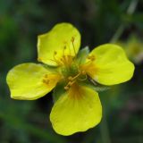 Potentilla erecta