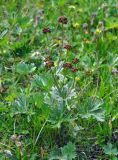 Anemonastrum speciosum. Плодоносящее растение. Северная Осетия, Ирафский р-н, долина р. Гебидон, выс. около 2500 м н.у.м., альпийский луг. 07.07.2016.