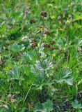 Anemonastrum speciosum