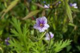 Erodium stephanianum