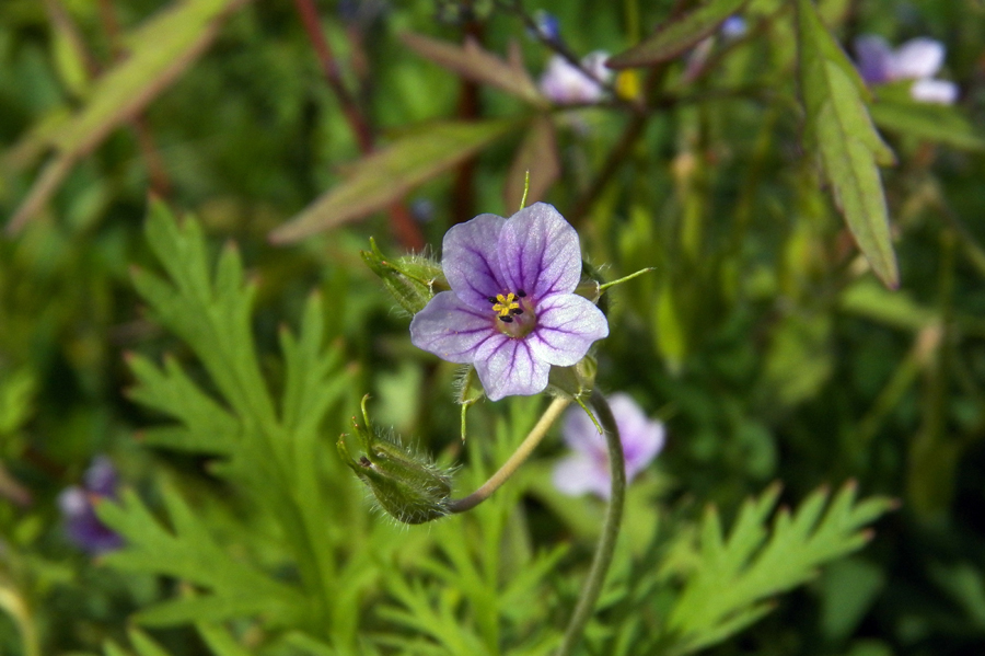 Image of Erodium stephanianum specimen.