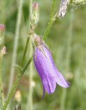 Campanula sibirica