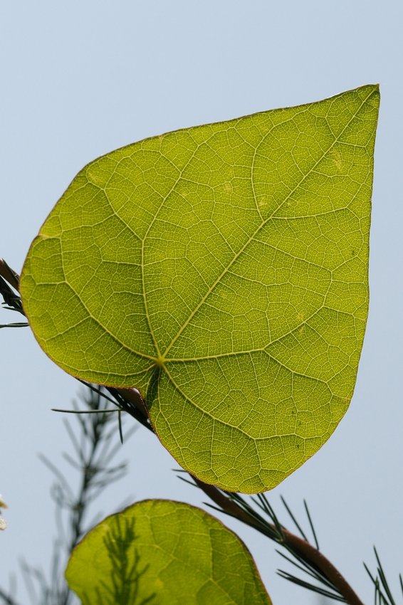 Изображение особи Menispermum dauricum.