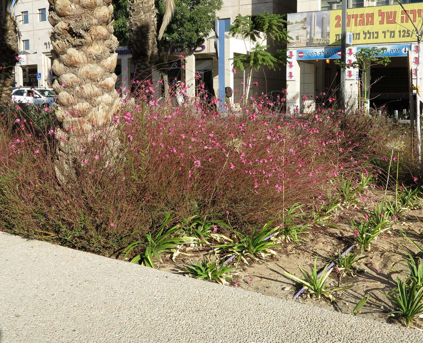 Image of Gaura lindheimeri specimen.