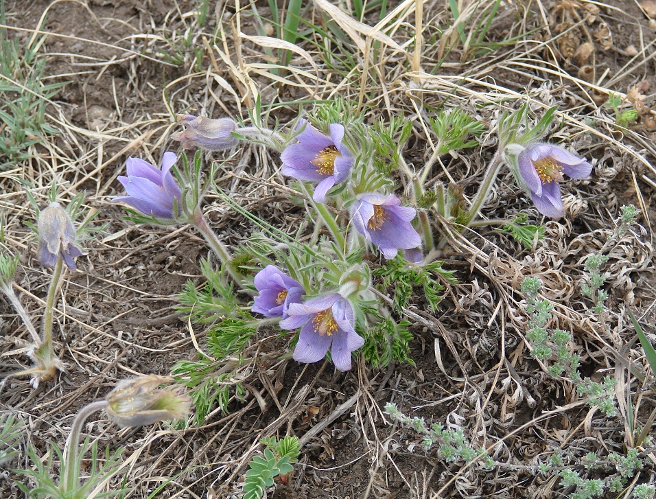 Изображение особи Pulsatilla turczaninovii.