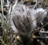 Pulsatilla bohemica