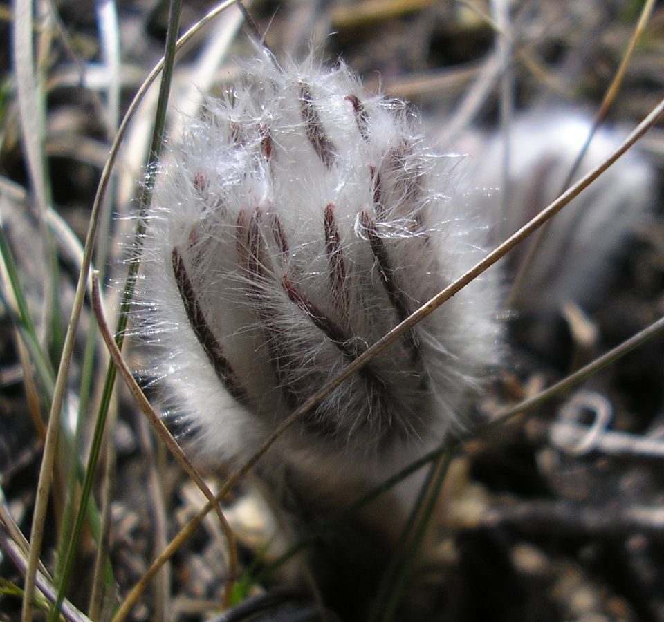 Изображение особи Pulsatilla bohemica.