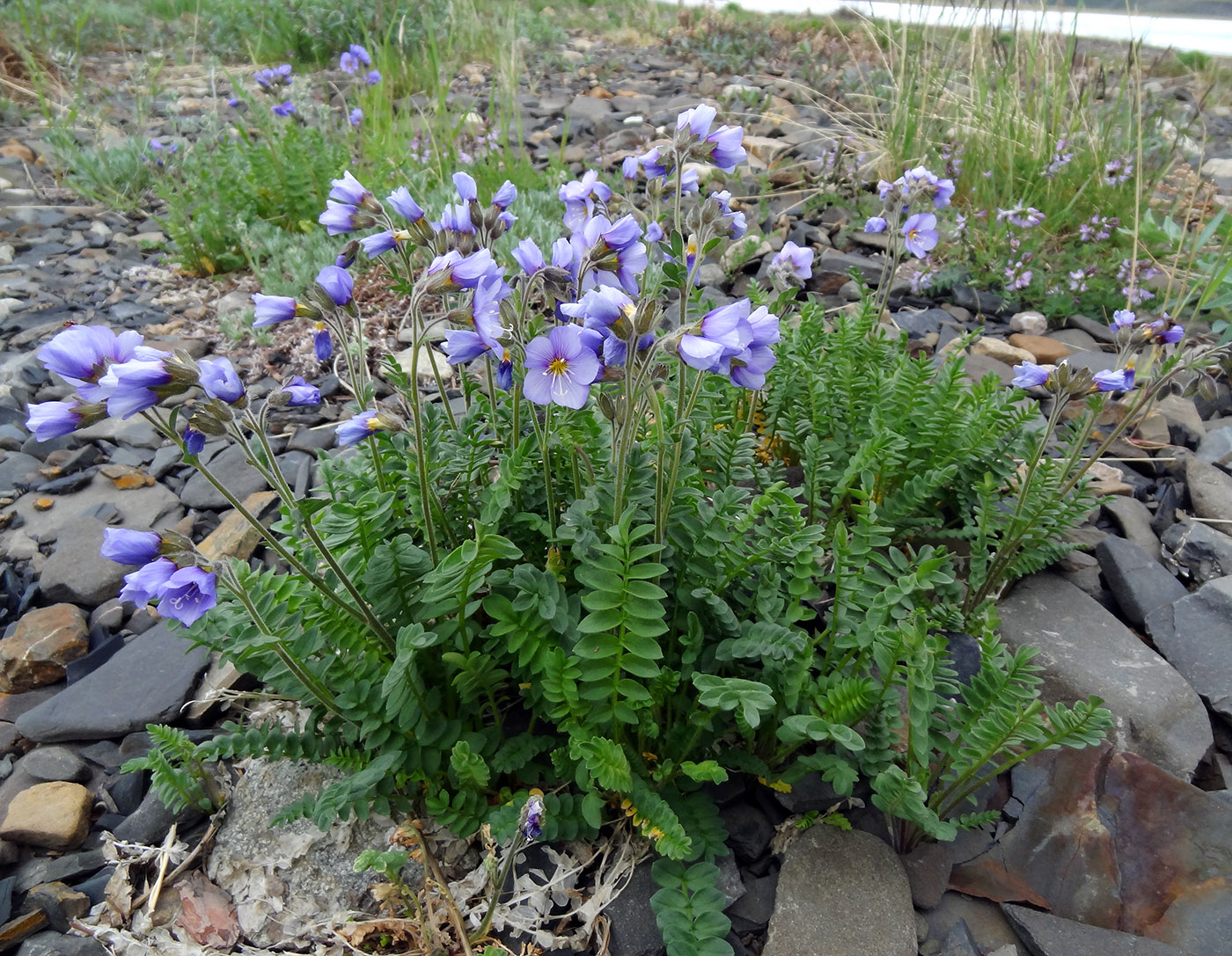 Image of Polemonium boreale specimen.