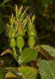 Rosa schmalhauseniana
