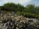 Изображение особи. Автор - Марина Ворошилова