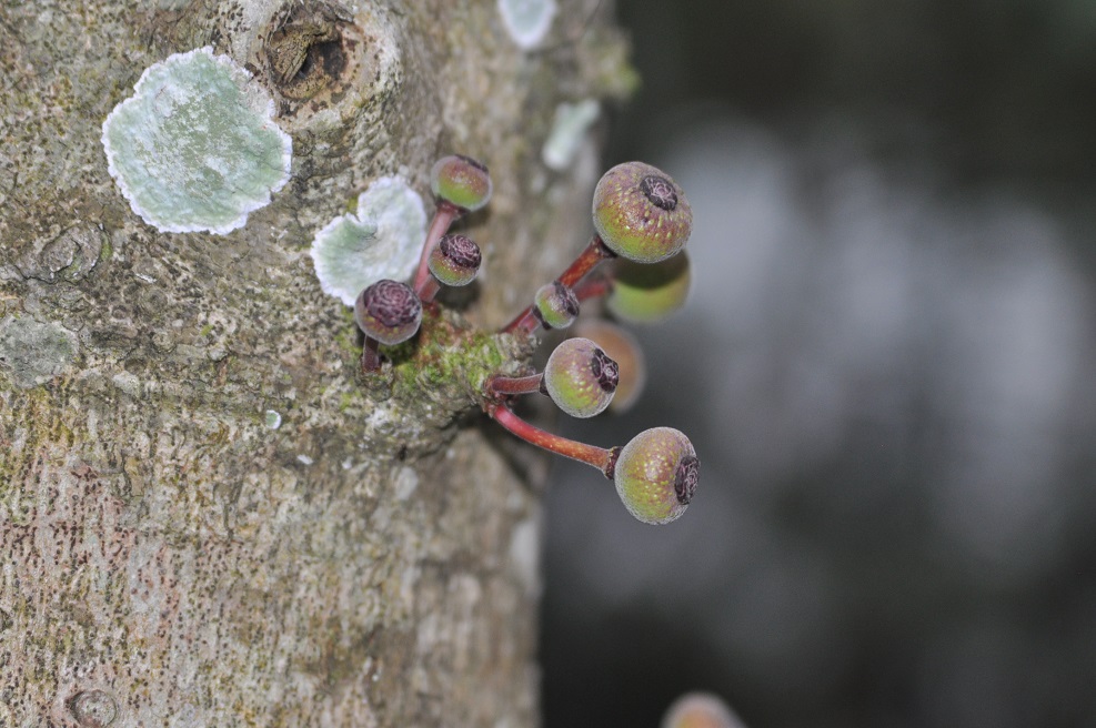 Image of genus Ficus specimen.