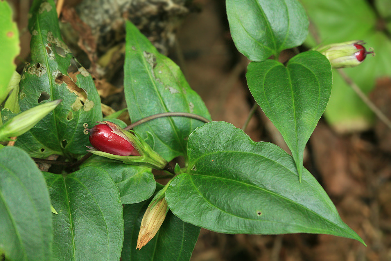 Изображение особи Crawfurdia japonica.