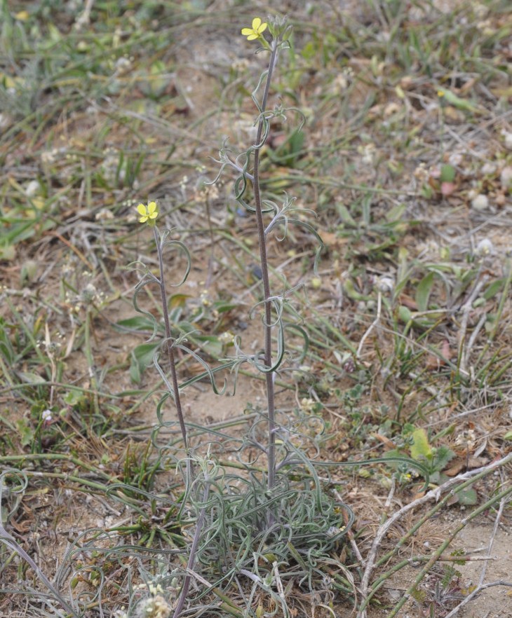 Image of Erysimum graecum specimen.