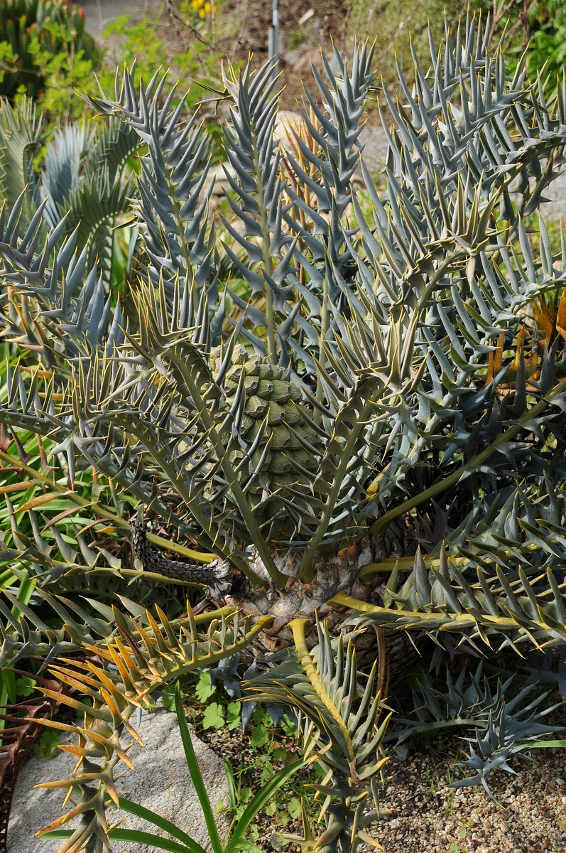 Изображение особи Encephalartos horridus.