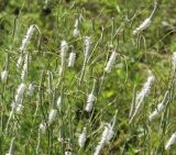 Sanguisorba parviflora