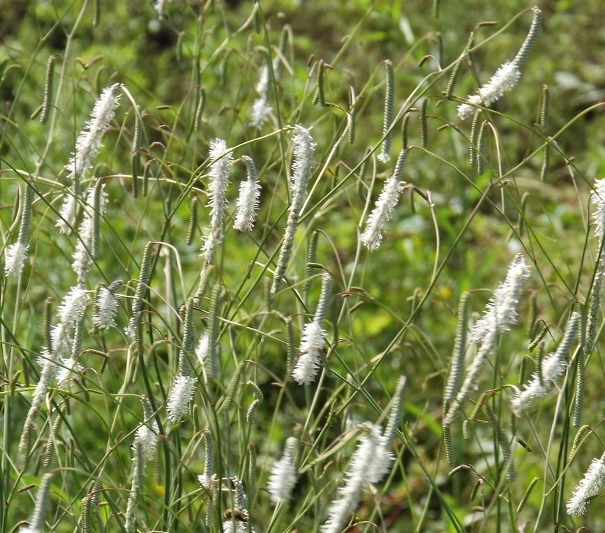 Изображение особи Sanguisorba parviflora.