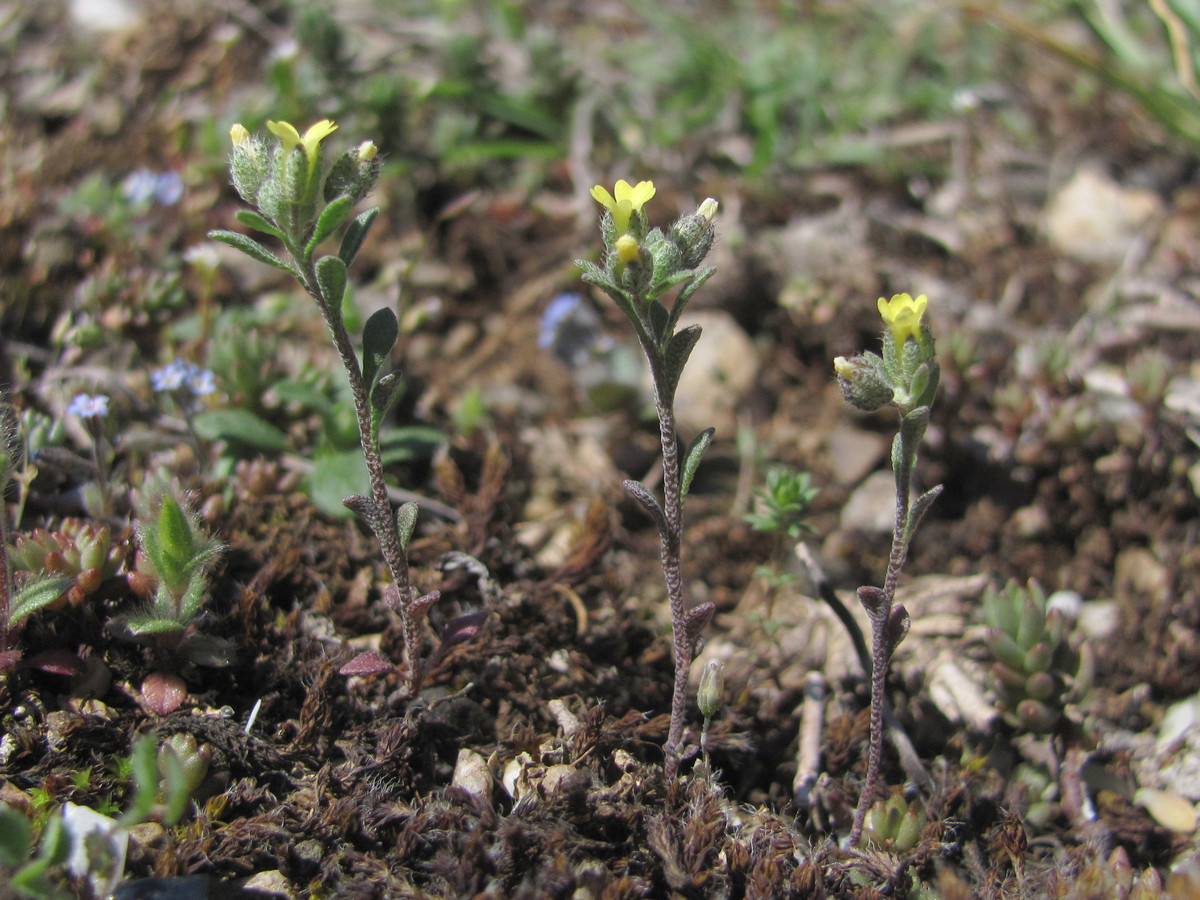 Image of Alyssum smyrnaeum specimen.